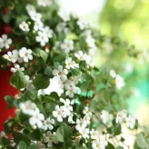 Fleurs